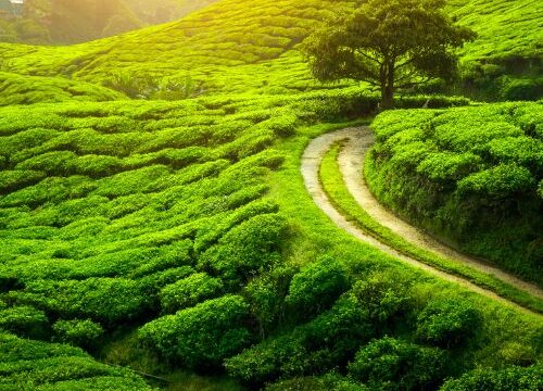 5-Day Darjeeling & Gangtok Tour