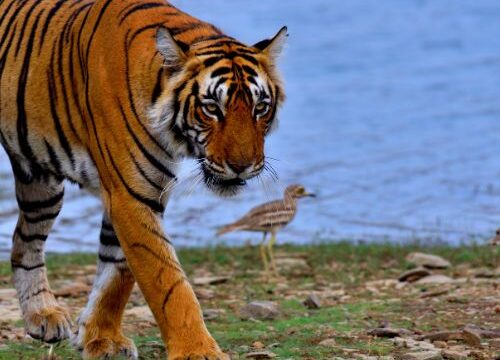 Golden Triangle Tour with Ranthambore