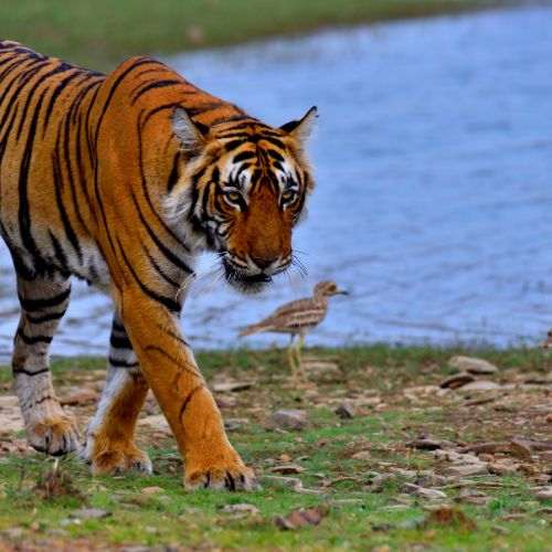 Golden Triangle Tour with Ranthambore